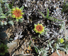 Eriogonum caespitosum