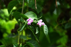 Tanaecium dichotomum