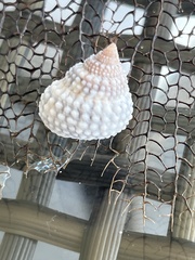 Cenchritis muricatus