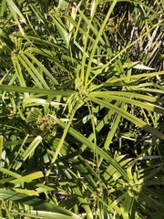Cyperus alternifolius