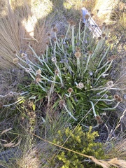 Celmisia spectabilis