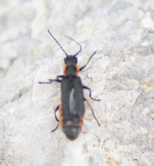 Cantharis pulicaria