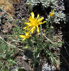 Crepis modocensis