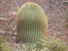 Ferocactus diguetii diguetii