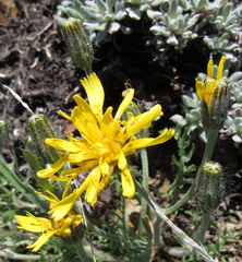 Crepis modocensis