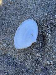 Rexithaerus secta