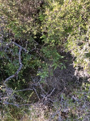 Rubus schmidelioides