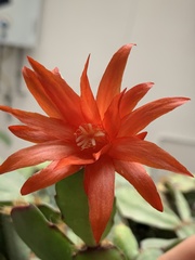 Rhipsalidopsis gaertneri