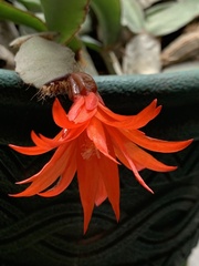 Rhipsalidopsis gaertneri