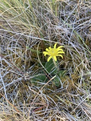 Brachyglottis lagopus