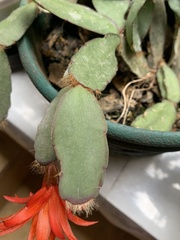 Rhipsalidopsis gaertneri