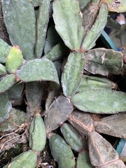 Rhipsalidopsis gaertneri