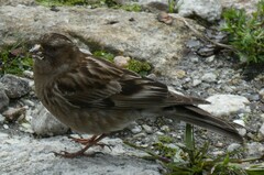 Leucosticte