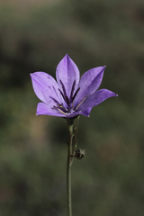 Campanula stevenii