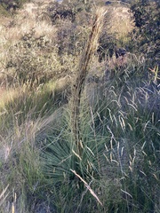 Aciphylla subflabellata