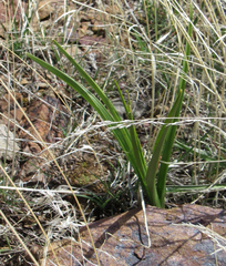 Toxicoscordion paniculatum