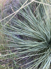 Aciphylla subflabellata
