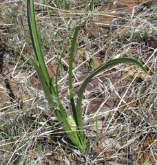 Toxicoscordion paniculatum