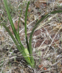 Toxicoscordion paniculatum