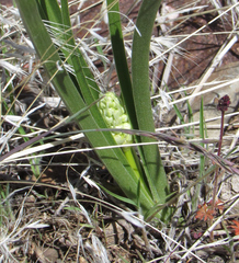 Toxicoscordion paniculatum