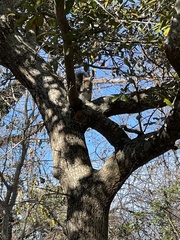 Sciurus carolinensis