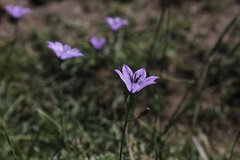 Campanula stevenii