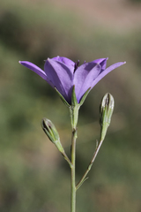 Campanula stevenii