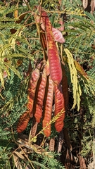 Leucaena leucocephala