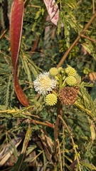 Leucaena leucocephala