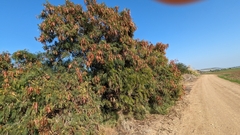 Leucaena leucocephala