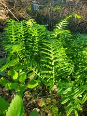 Polypodium calirhiza