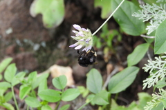 Bombus terrestris canariensis