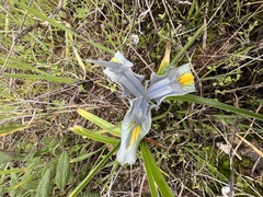 Iris palaestina