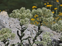 Lepidium chalepense