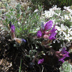 Astragalus purshii
