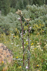 Cirsium osterhoutii