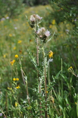 Cirsium osterhoutii