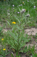 Cirsium osterhoutii
