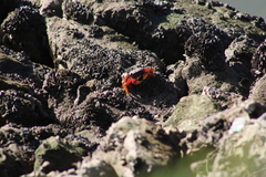 Goniopsis pulchra