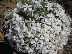 Phlox hoodii