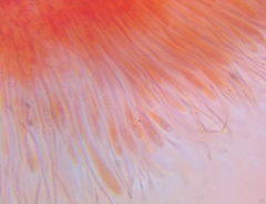 Coccomyces strobi