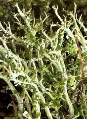 Cladonia furcata
