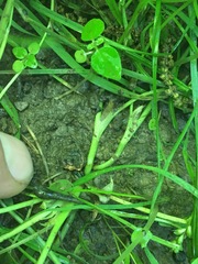 Trifolium stoloniferum