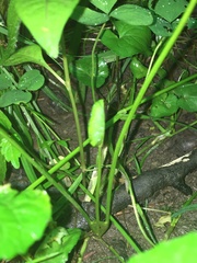 Trifolium stoloniferum