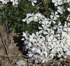 Phlox hoodii