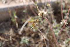 Phyciodes pallescens