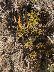 Austrolycopodium fastigiatum
