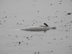 Characiformes