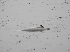 Characiformes