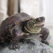 Old World Pond Turtles and Allies - Photo (c) Denise Chan, some rights reserved (CC BY-SA)